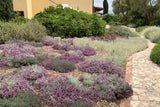 Bordures, haies et parterres de fleurs