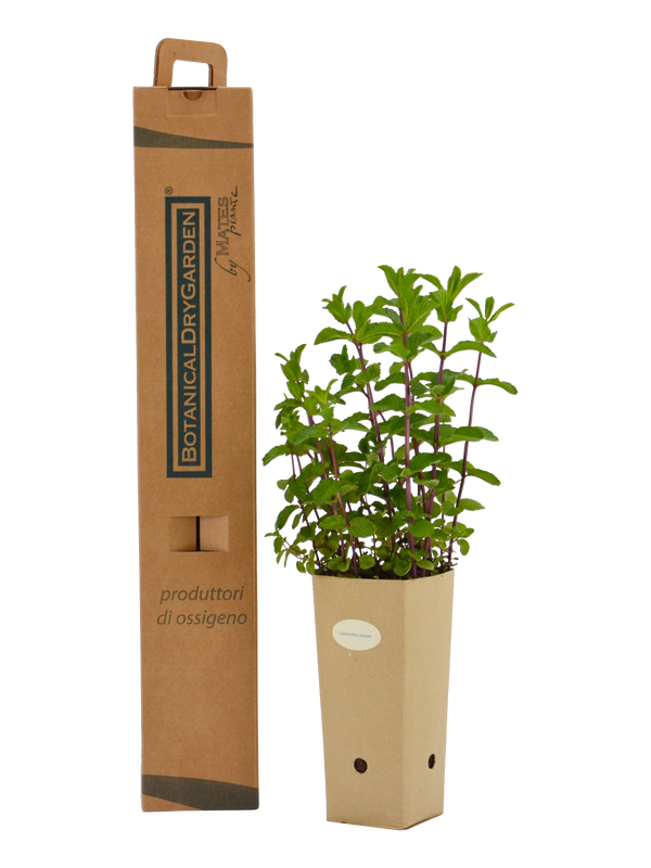 Pianta di Calamintha nepeta in vaso di cartone 9x9x20 con scatola BotanicalDryGarden 