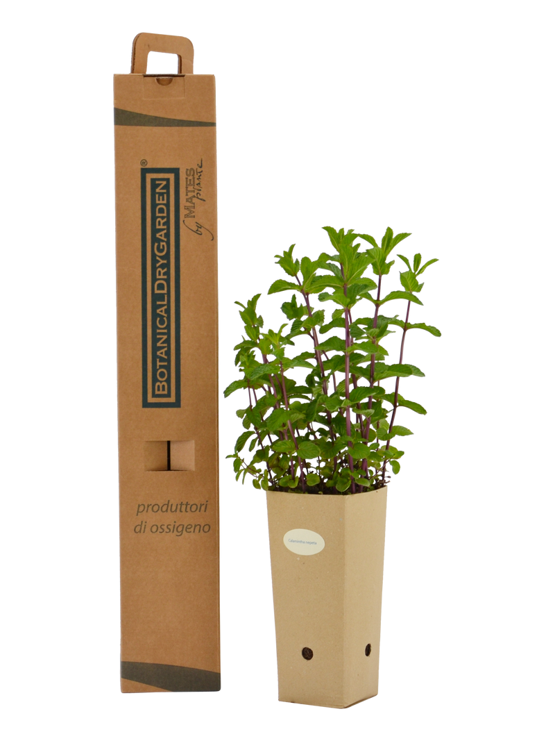 Pianta di Calamintha nepeta in vaso di cartone 9x9x20 con scatola BotanicalDryGarden 