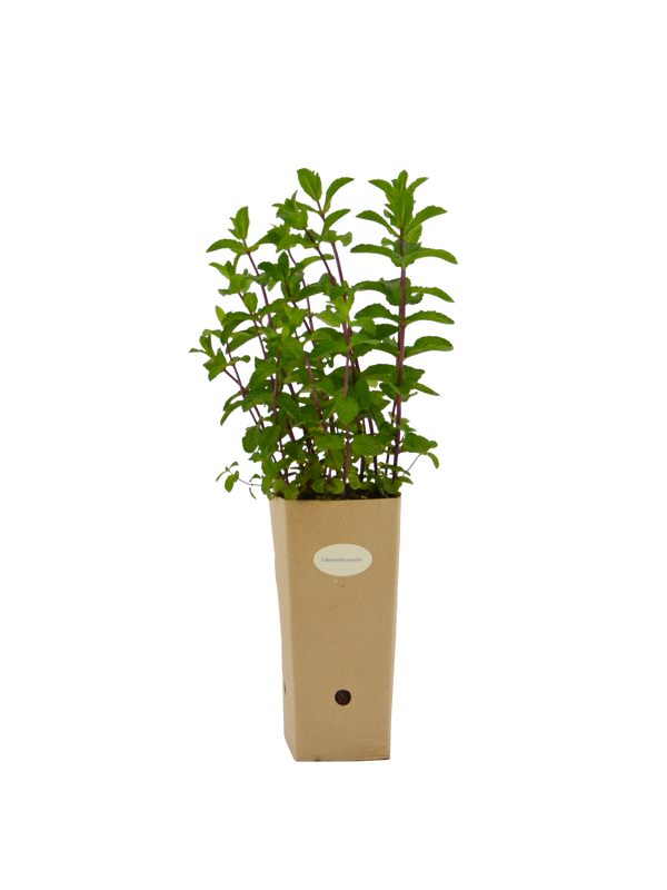 Pianta di Calamintha nepeta in vaso di cartone 9x9x20