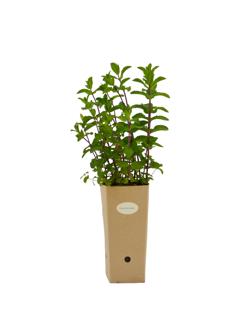 Pianta di Calamintha nepeta in vaso di cartone 9x9x20