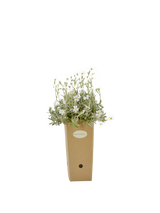 Pianta di Cerastium tomentosum in vaso di cartone 9x9x20