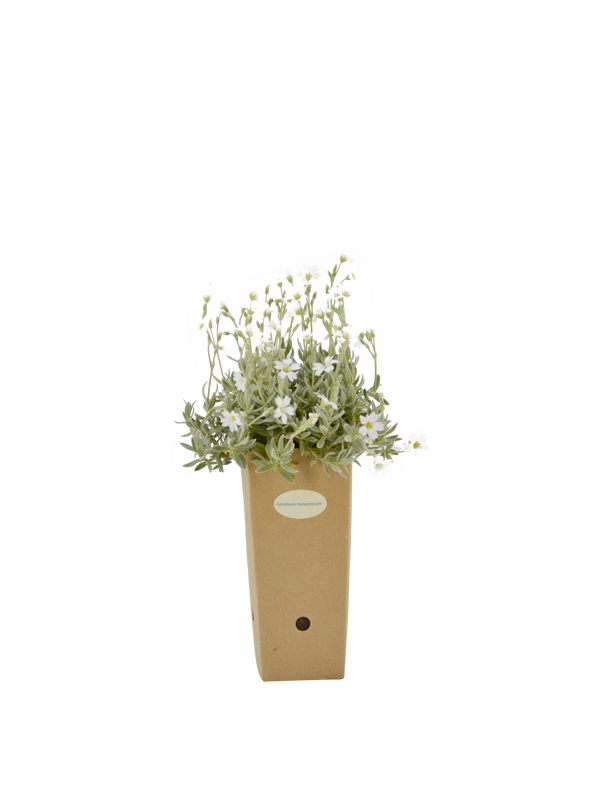 Pianta di Cerastium tomentosum in vaso di cartone 9x9x20