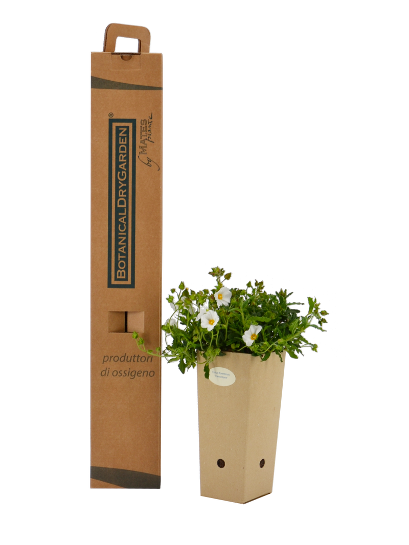 Pianta di Cistus x florentinus 'Tramontane' in vaso di cartone 9x9x20 con scatola BotanicalDryGarden