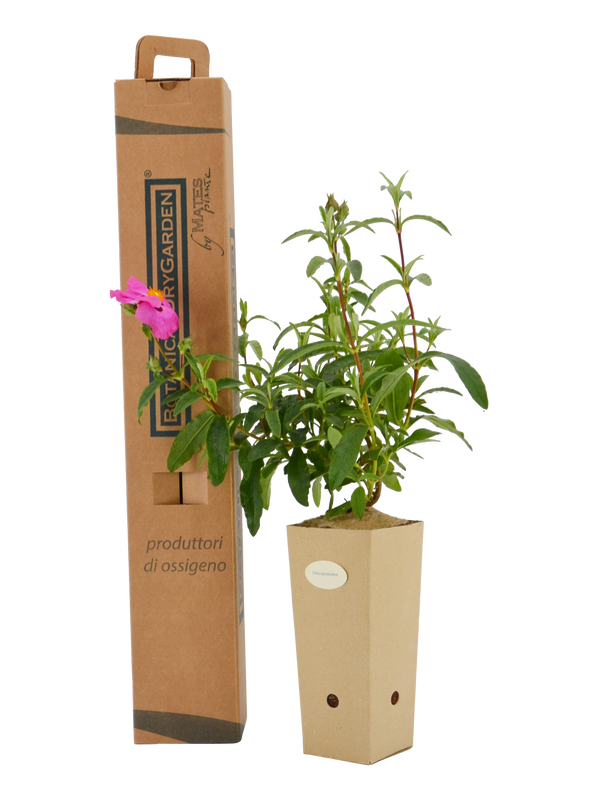 Pianta di Cistus purpureus in vaso di cartone 9x9x20 con scatola BotanicalDryGarden 