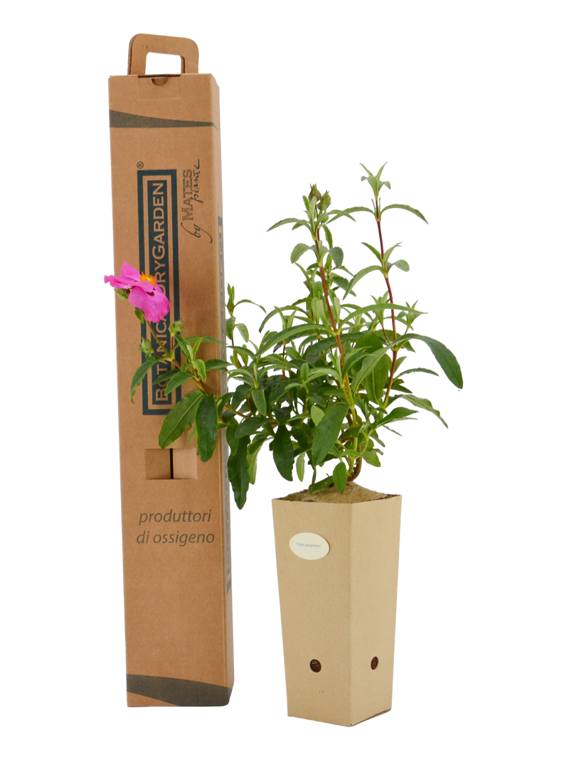 Pianta di Cistus purpureus in vaso di cartone 9x9x20 con scatola BotanicalDryGarden 