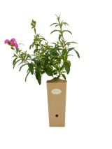 Pianta di Cistus purpureus in vaso di cartone 9x9x20