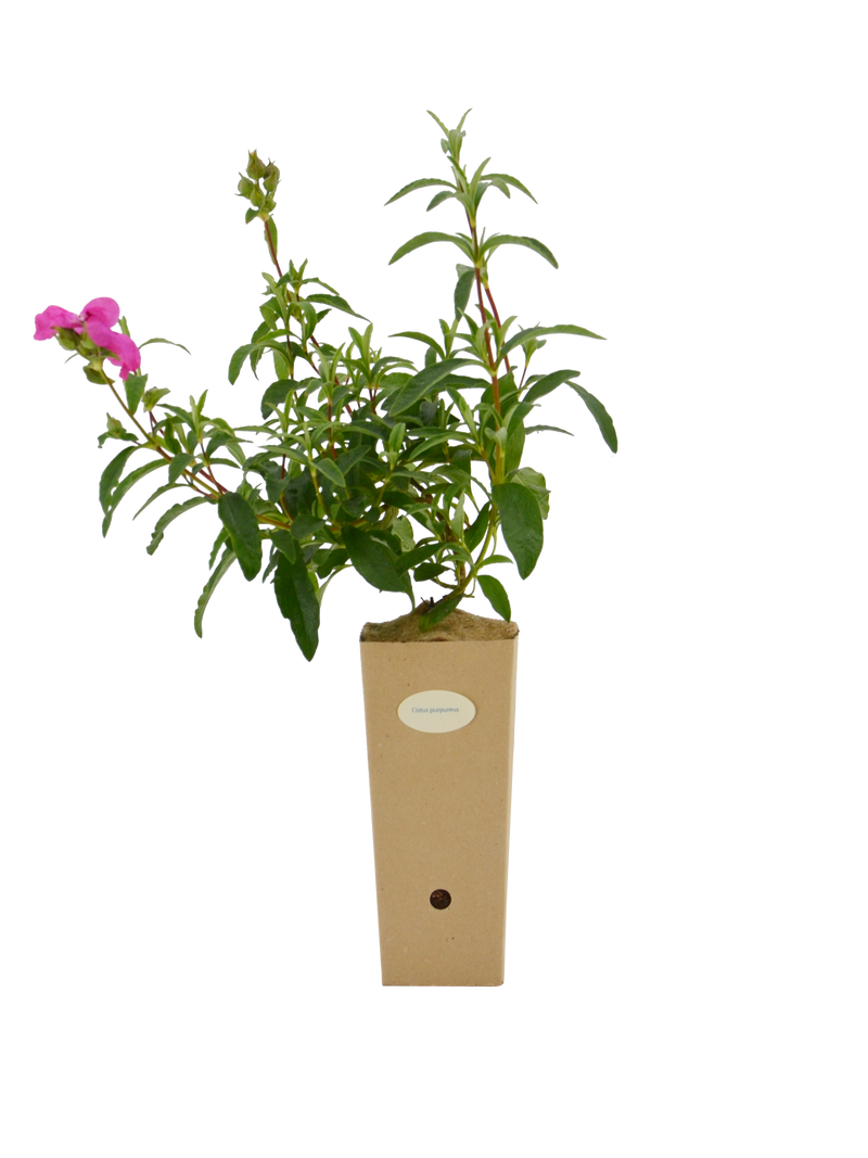 Pianta di Cistus purpureus in vaso di cartone 9x9x20