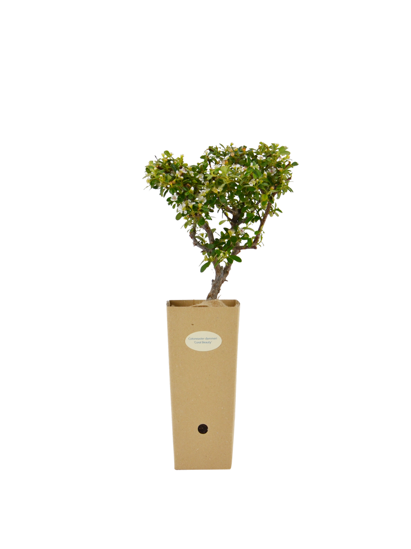 Pianta di Cotoneaster dammeri 'Coral Beauty' in vaso di cartone 9x9x20 