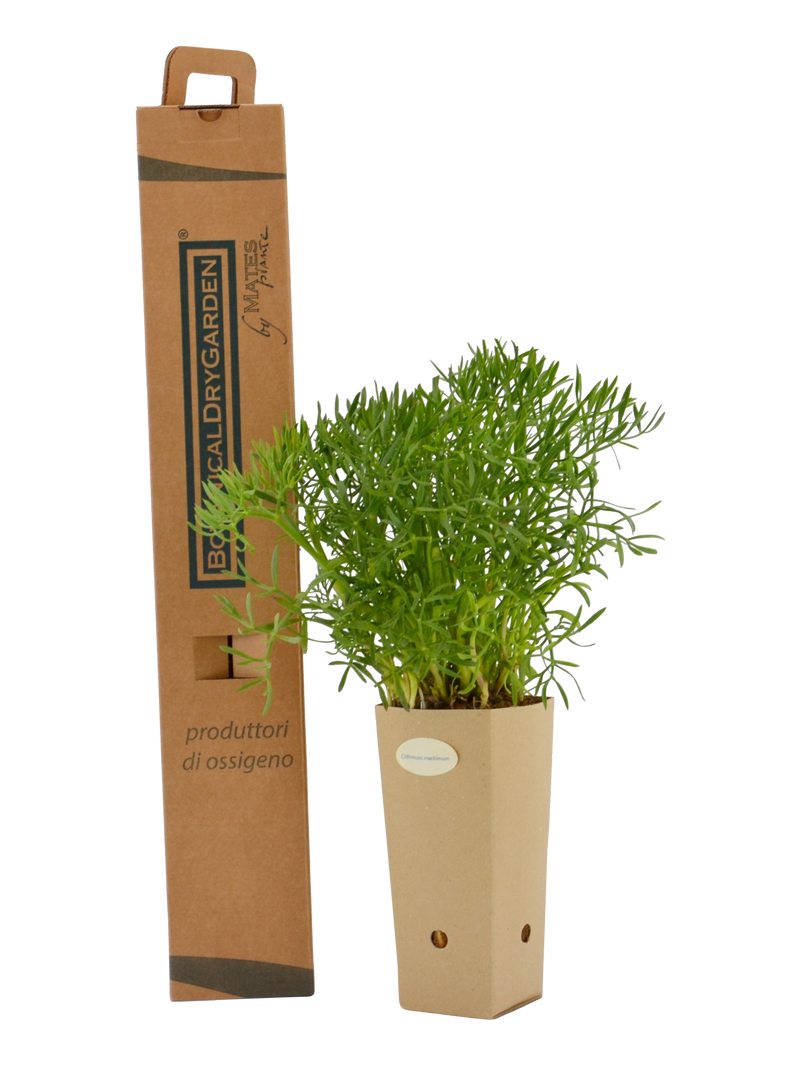 Pianta di Crithmum maritimum in vaso di cartone 9x9x20 con scatola BotanicalDryGarden 