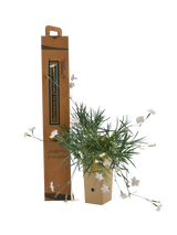 Pianta di Dianthus anatolicus in vaso di cartone 9x9x20 con scatola BotanicalDryGarden