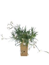 Pianta di Dianthus anatolicus in vaso di cartone 9x9x20