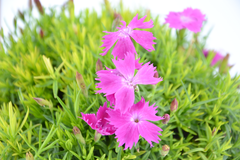 Dettaglio di una pianta di Dianthus gratianopolitanus Feuerhexe