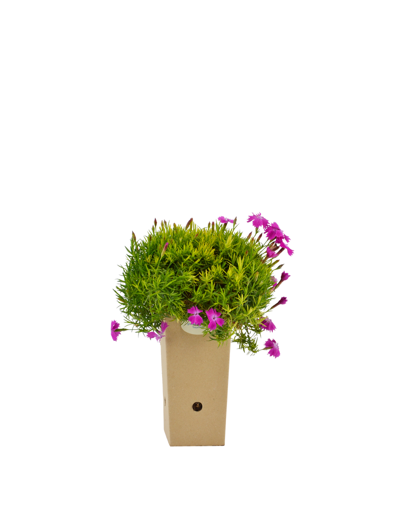 Pianta di Dianthus gratianopolitanus Feuerhexe in vaso di cartone 9x9x20