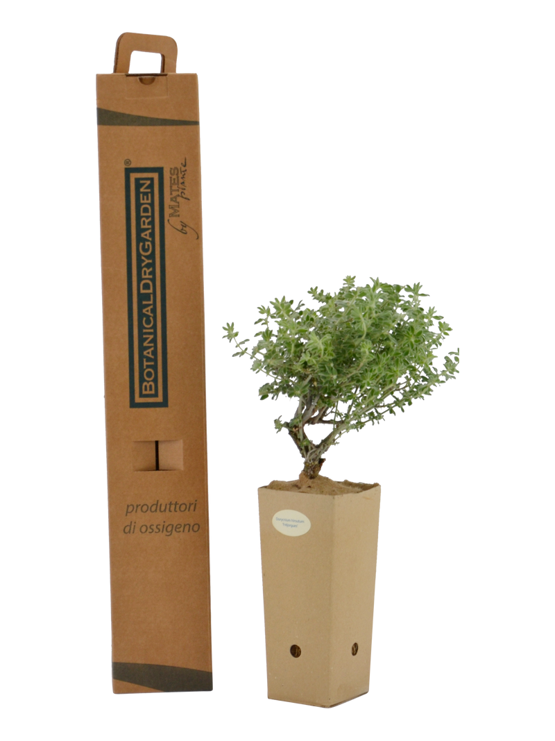 Pianta di Dorycnium hirsutum 'Frejourgues' in vaso di cartone 9x9x20 con scatola BotanicalDryGarden 