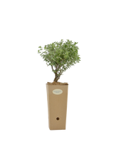 Pianta di Dorycnium hirsutum 'Frejourgues' in vaso di cartone 9x9x20