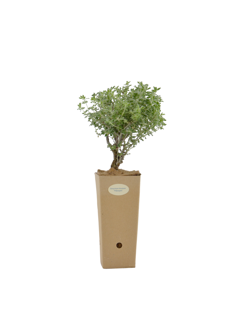 Pianta di Dorycnium hirsutum 'Frejourgues' in vaso di cartone 9x9x20