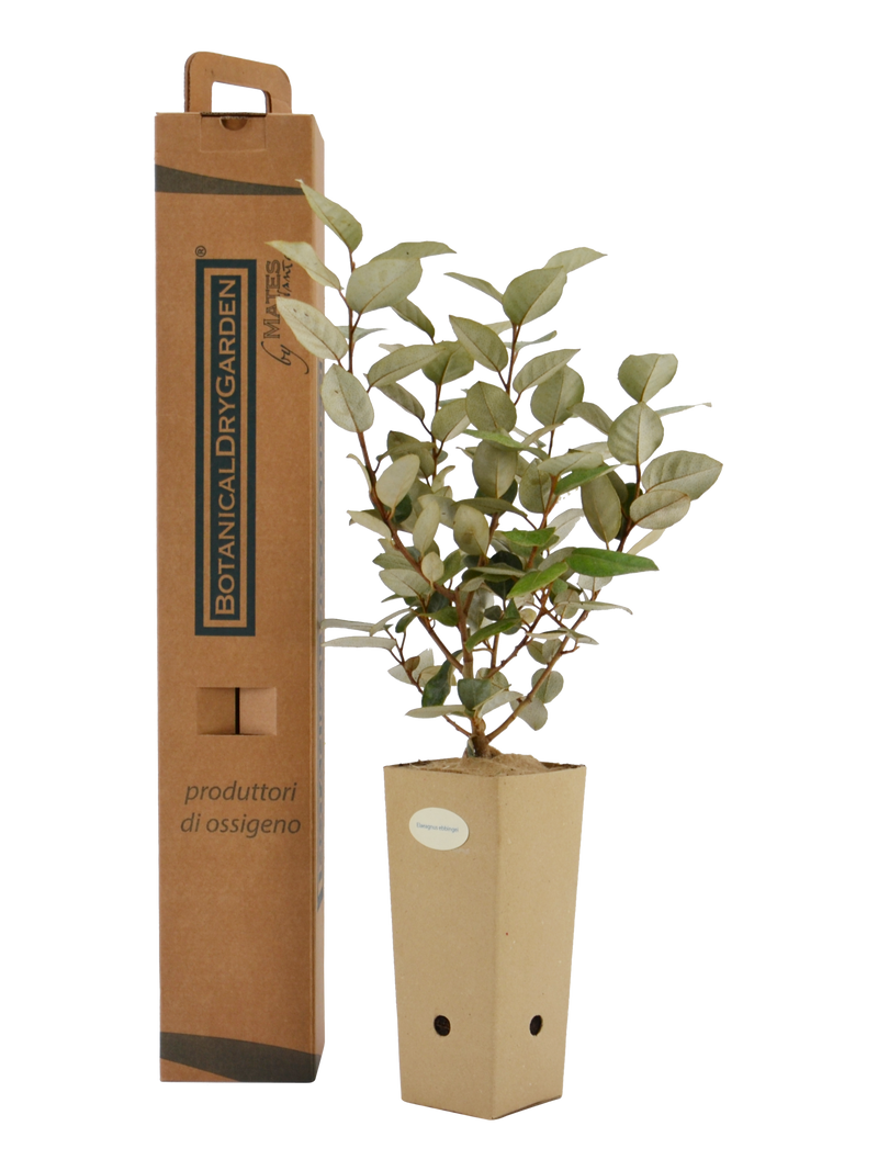 Pianta di Elaeagnus x ebbingei in vaso di cartone 9x9x20 con scatola BotanicalDryGarden 