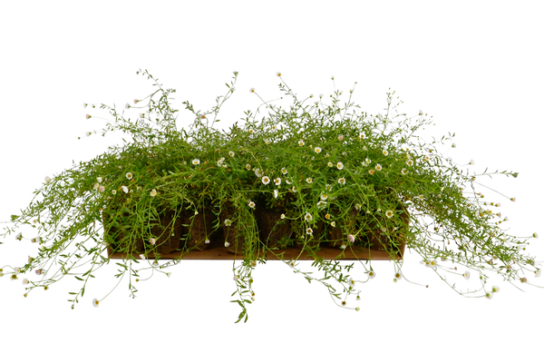 Plateau di piantine di Erigeron karvinschianus 