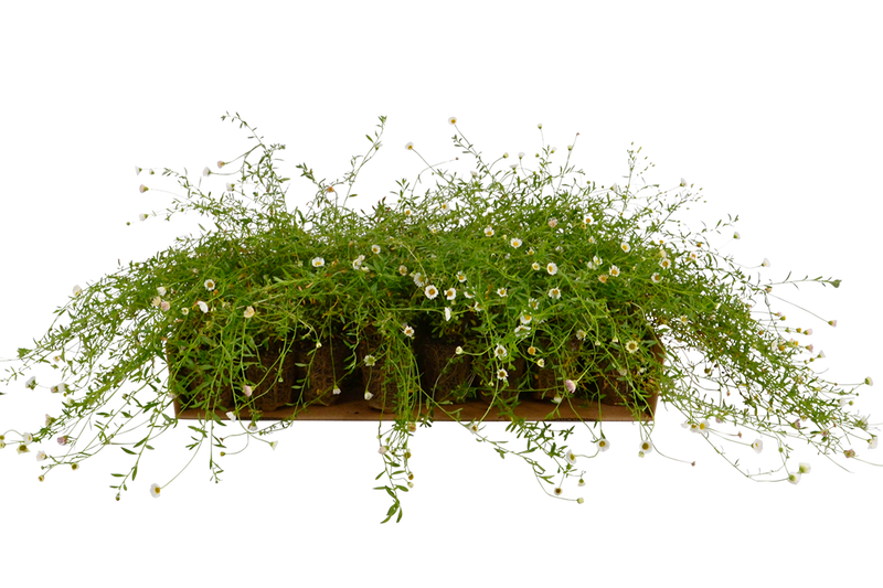 Plateau di piantine di Erigeron karvinschianus 