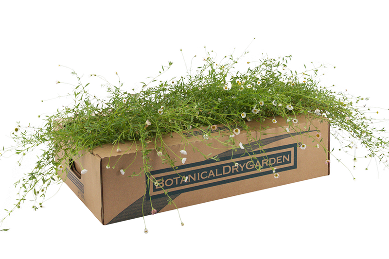Plateau di piantine di Erigeron karvinschianus pronto per la spedizione