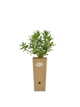 Pianta di Euphorbia rigida in vaso di cartone 9x9x20