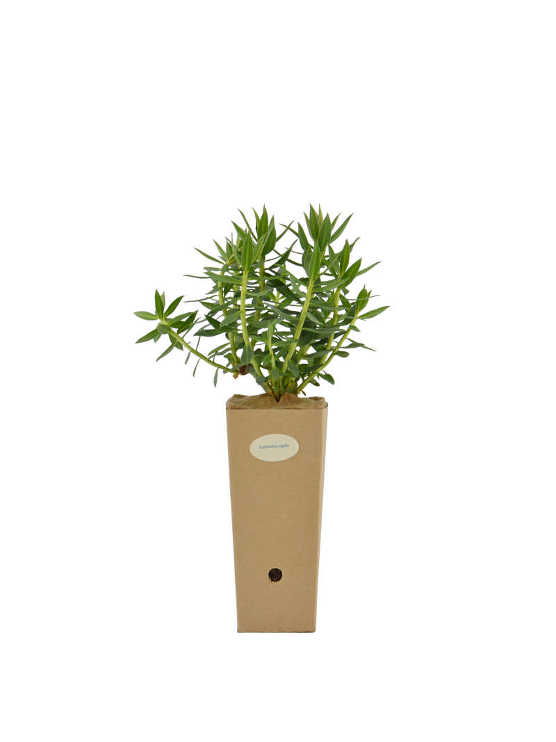 Pianta di Euphorbia rigida in vaso di cartone 9x9x20