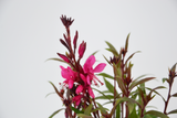 Dettaglio di una pianta di Gaura lindheimeri 'Siskiyou Pink'