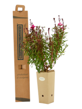 Pianta di Gaura lindheimeri 'Siskiyou Pink' in vaso di cartone 9x9x20 con scatola BotanicalDryGarden 