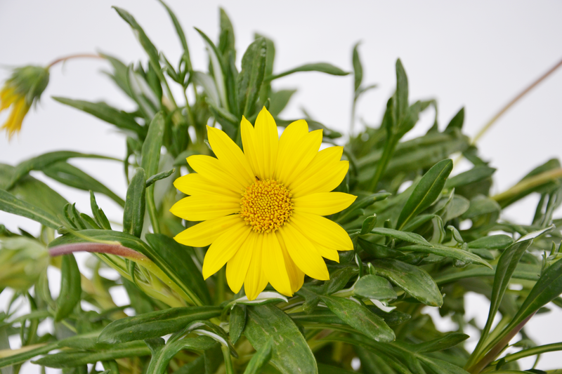Dettaglio di una pianta di Gazania maritima