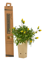 Pianta di Gazania maritima in vaso di cartone 9x9x20 con scatola BotanicalDryGarden 