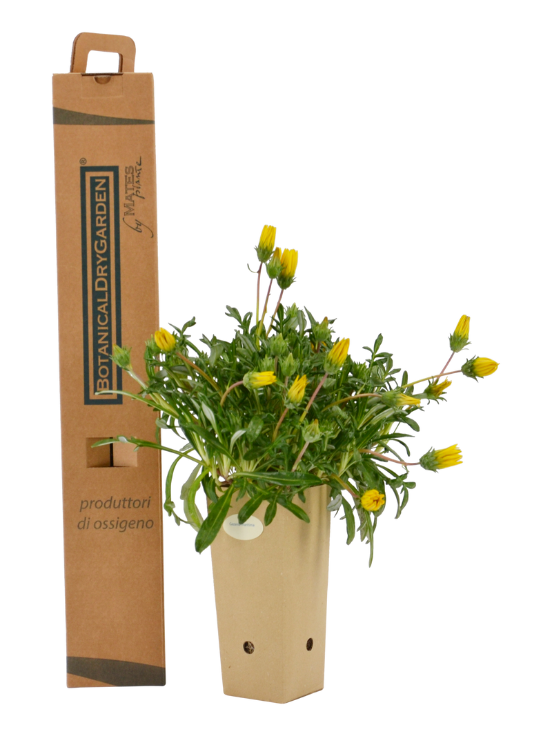Pianta di Gazania maritima in vaso di cartone 9x9x20 con scatola BotanicalDryGarden 