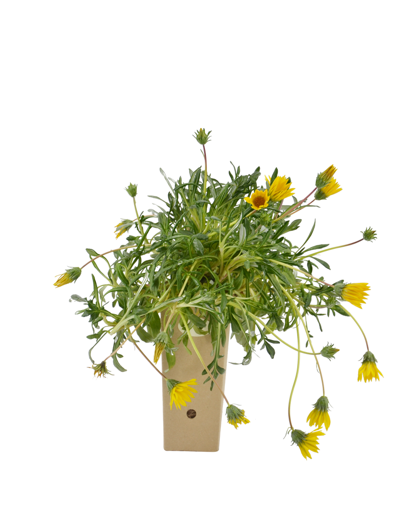 Pianta di Gazania maritima in vaso di cartone 9x9x20