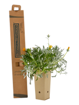 Pianta di Gazania nivea in vaso di cartone 9x9x20 con scatola BotanicalDryGarden 