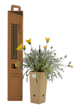 PianPianta di Gazania rigens in vaso di cartone 9x9x20 con scatola BotanicalDryGarden 