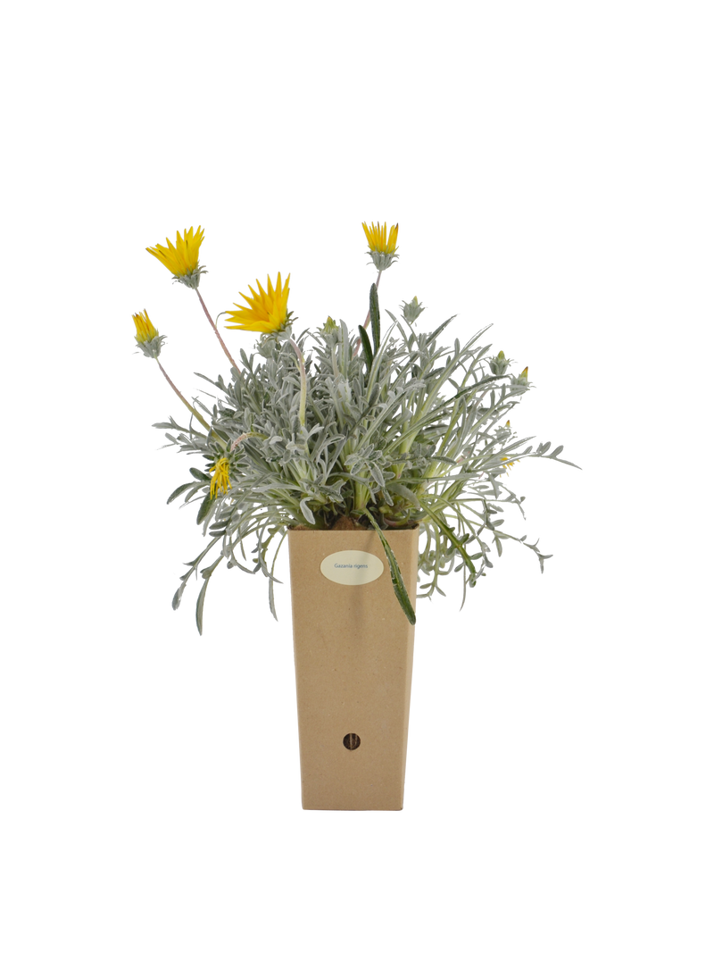 Pianta di Gazania rigens in vaso di cartone 9x9x20