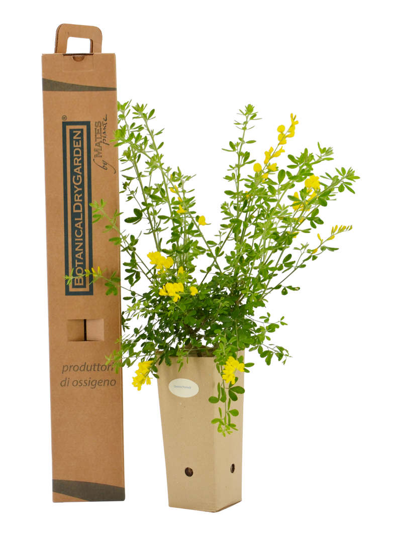 Pianta di Genista x 'Porlock' in vaso di cartone 9x9x20 con scatola BotanicalDryGarden