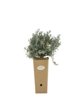 Pianta di Helichrysum italicum 'Forme Naine' in vaso di cartone 9x9x20