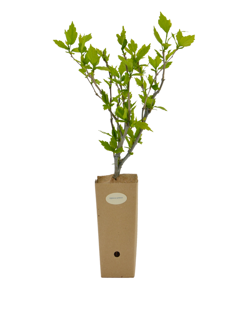 Pianta di Hibiscus syriacus in vaso di cartone 9x9x20