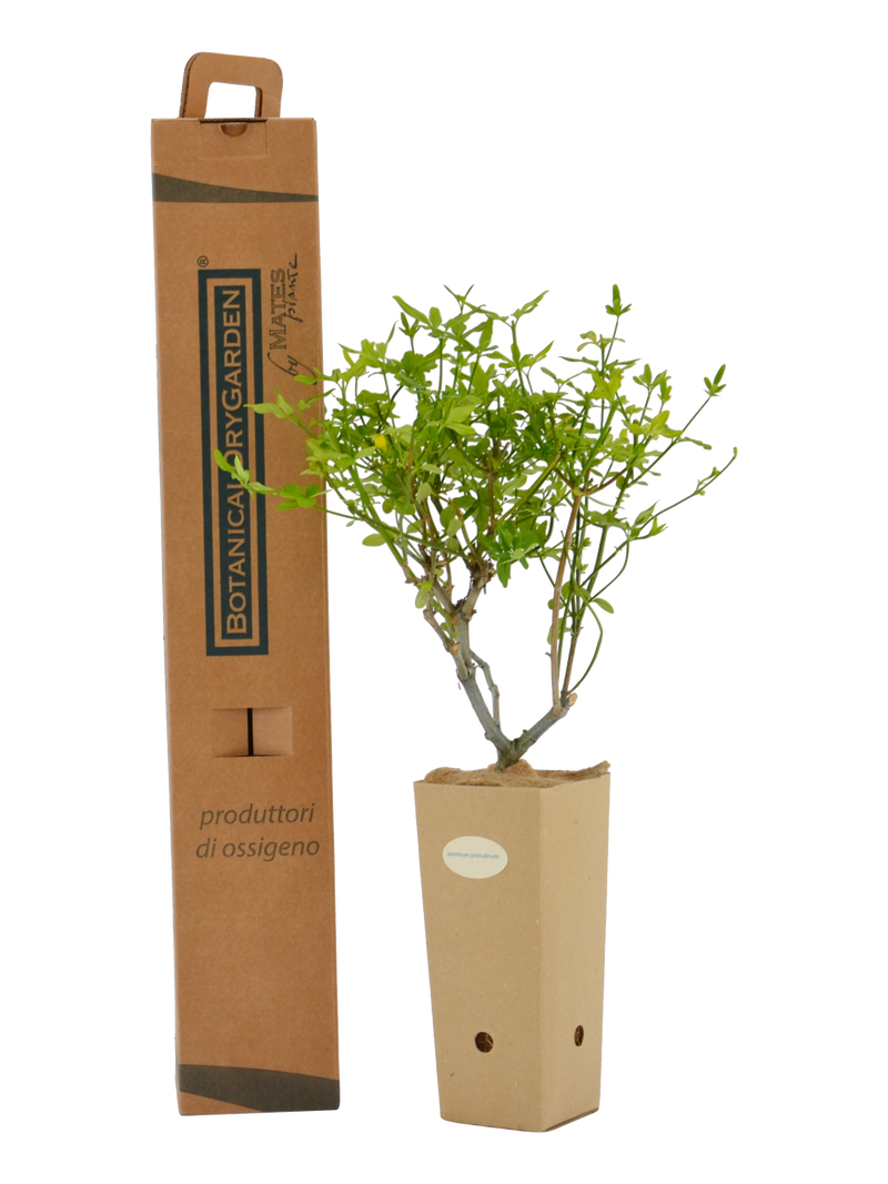 Pianta di Jasminum primulinum in vaso di cartone 9x9x20 e scatola BotanicalDryGarden