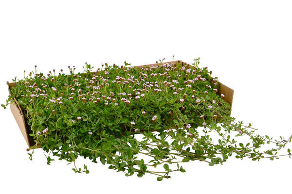 Plateau di piantine di Lippia nodiflora var. non canescens