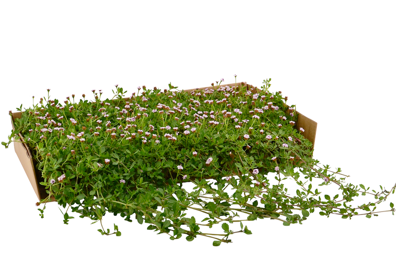 Plateau di piantine di Lippia nodiflora var. non canescens