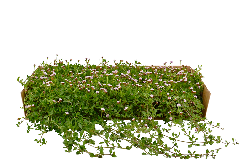 Plateau di piantine di Lippia nodiflora var. non canescens