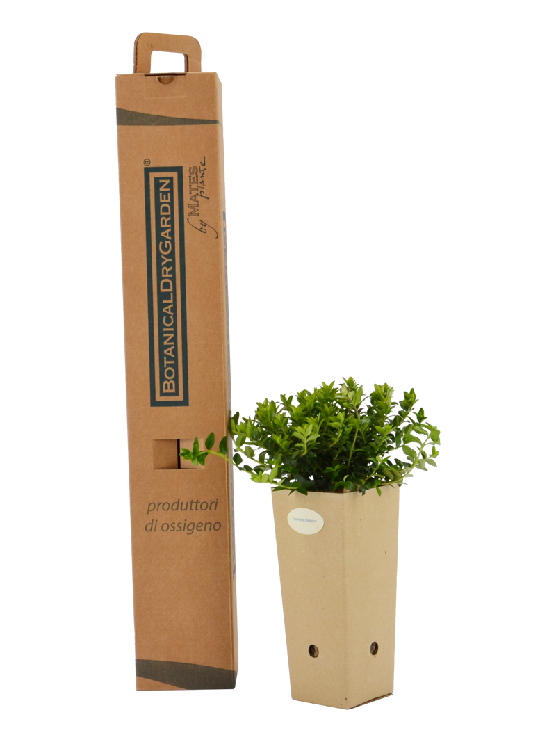 Pianta di Lonicera nitida 'Maigrun' in vaso di cartone 9x9x20 con scatola BotanicalDryGarden