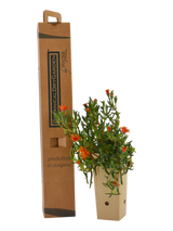 Pianta di Malephora crocea var. purpureo-crocea in vaso di cartone 9x9x20  con scatola BotanicalDryGarden
