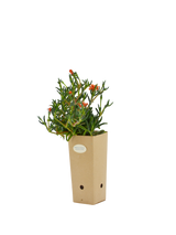Pianta di Malephora crocea var. purpureo-crocea in vaso di cartone 9x9x20 