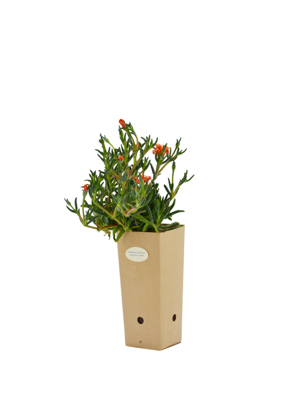 Pianta di Malephora crocea var. purpureo-crocea in vaso di cartone 9x9x20 