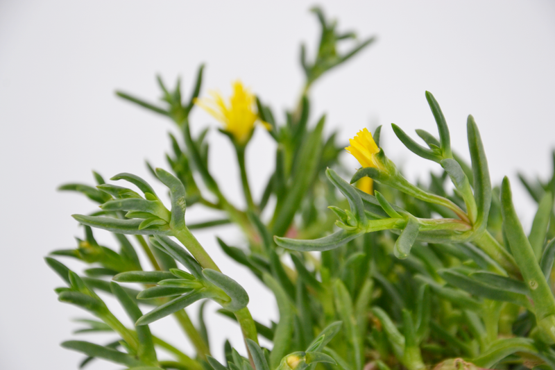 Dettaglio di una pianta di Malephora lutea