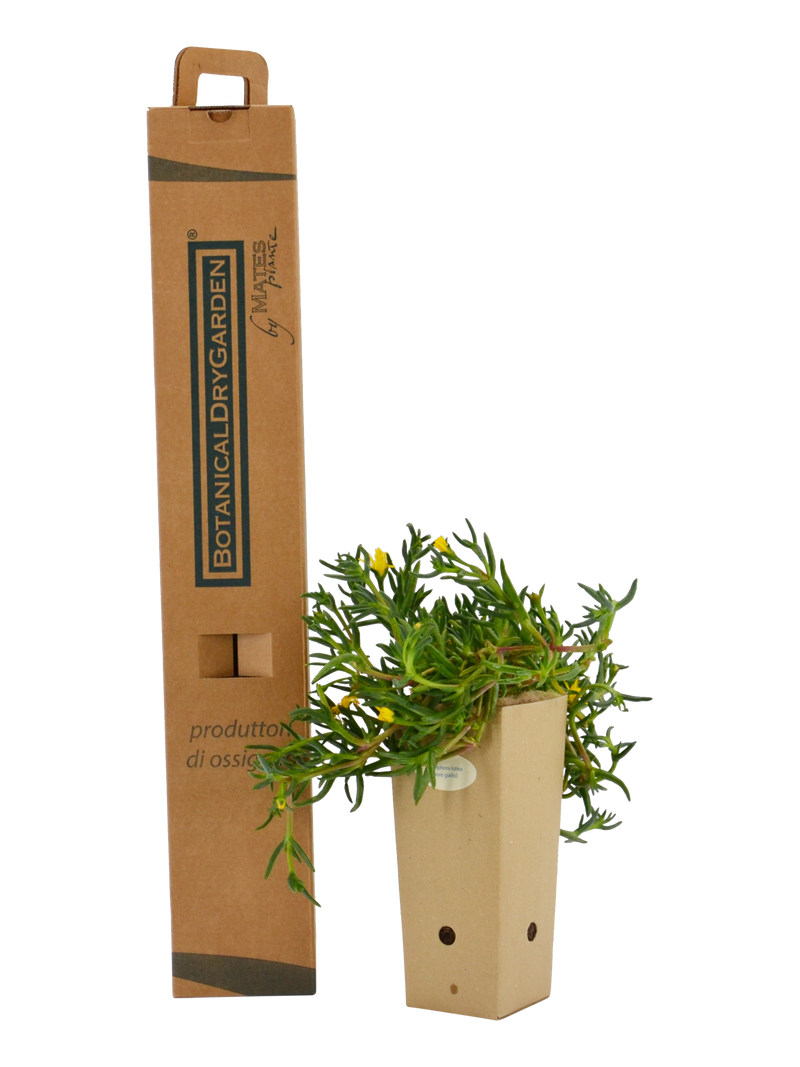 Pianta di Malephora lutea in vaso di cartone 9x9x20 con scatola BotanicalDryGarden