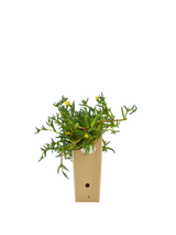 Pianta di Malephora lutea in vaso di cartone 9x9x20